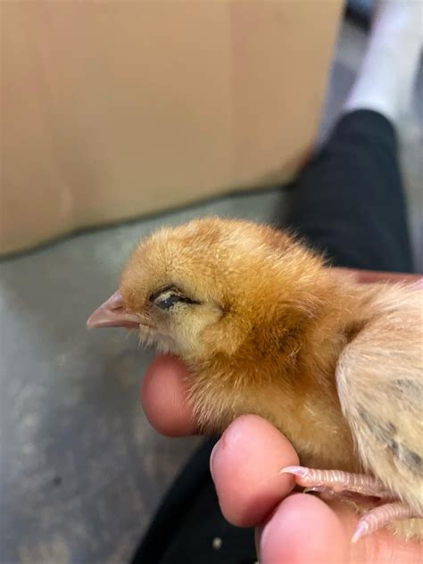 Baby chicken help : r/chickens