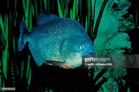 Piranha Aquarium Photos And Premium High Res Pictures Getty Images