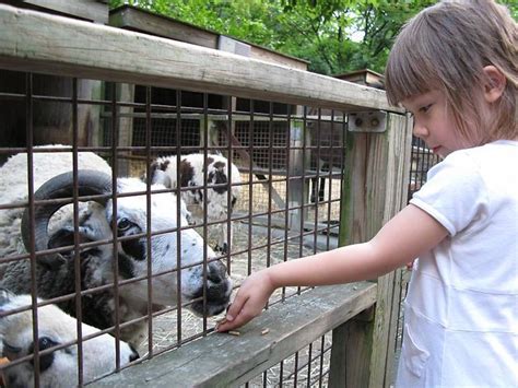 9 Best Petting Zoos In Nyc For Kids