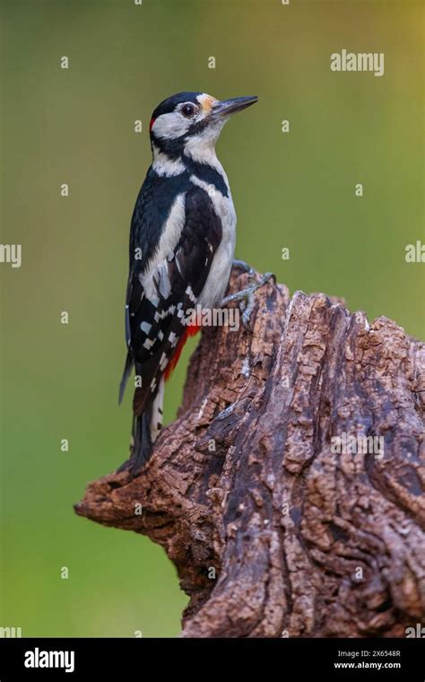 Buntspecht Great Spotted Woodpecker Dendrocopos Major Picoides