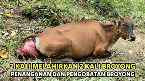 Prolapse Uterine In Cow HANDLING AND TREATMENT Broyong Pada Sapi