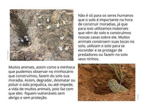 Plano de aula 3o ano O solo é a casa de animais