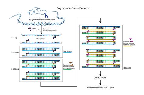 Polymerase Chain Reaction Description