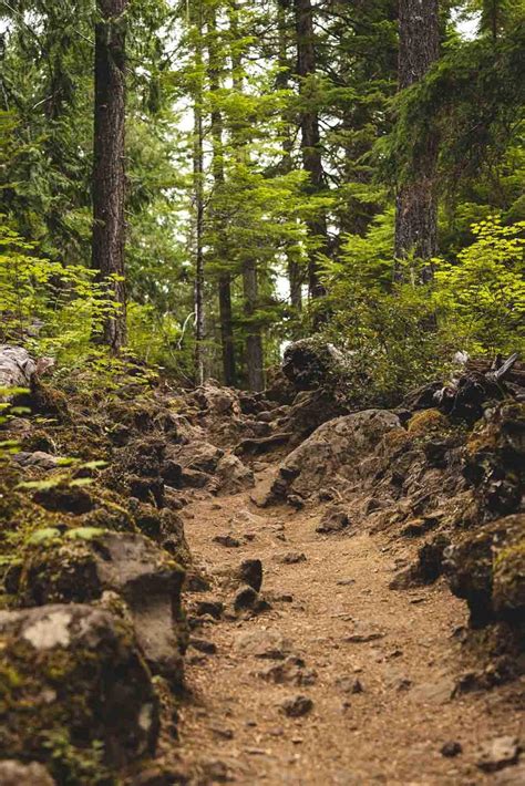 Your Guide To Hiking The McKenzie River Trail | Oregon is for Adventure