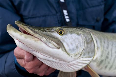 Understanding the Taste of Musky: Get the Facts - Finn's Fishing Tips