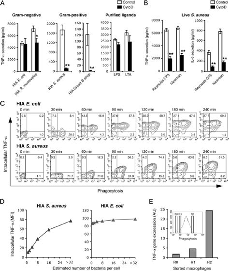 Bacterial Internalization Is Required For Macrophages Cytokine Response Download Scientific