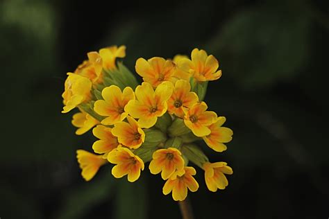 Petrklíč - Fotogalerie Digimanie