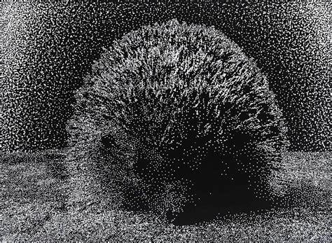 Hedgehog - Kalsang Shoba