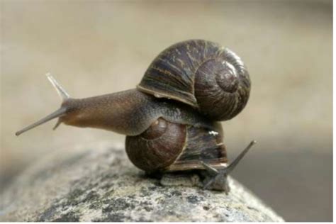 How Do Snails Reproduce The Snail Love Story Snailpedia