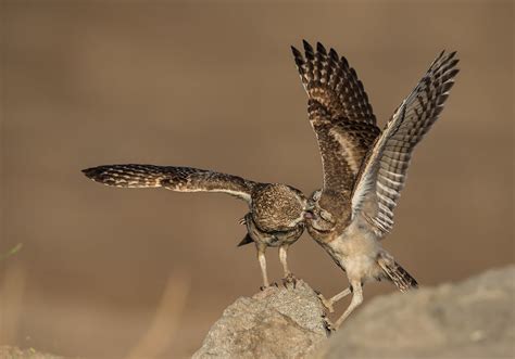 Burrowing Owl And Chick Adult Feeding Insect To One Of It  Flickr