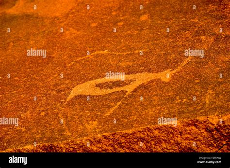 Bushman Prehistoric Rock Engravings At The UNESCO World Heritage Center