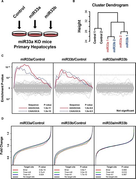 Identification Of Differential Roles Of Microrna‐33a And ‐33b During