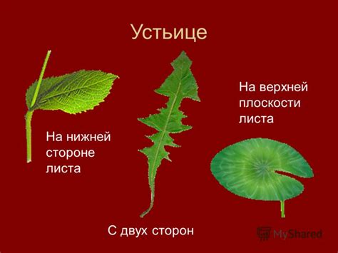 Презентация на тему: "Клеточное строение листа.". Скачать бесплатно и ...