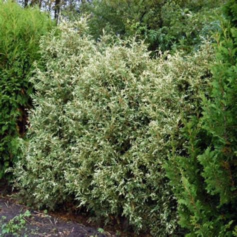 Туя западная Вариегата (Thuja occidentalis Variegata),купить тую,туя ...