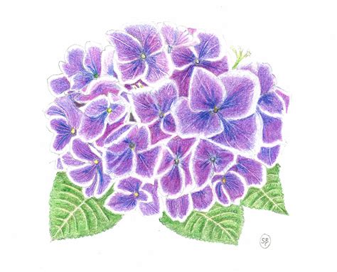 Hydrangea Flower Drawing