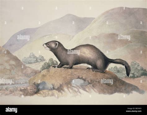 Mustela putorius, polecat Stock Photo - Alamy
