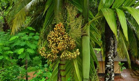 Sanju High Yielding Arecanut Betel Nut Supari Plantrare Dwarf Arecanut