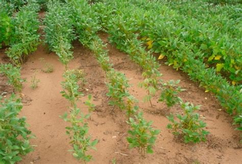 Fungos Como Alternativa No Controle Dos Nematoides Das Les Es Mais