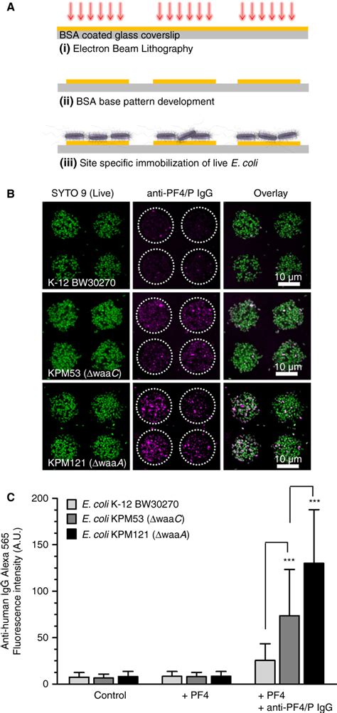 Platelets Kill Bacteria By Bridging Innate And Adaptive Immunity Via