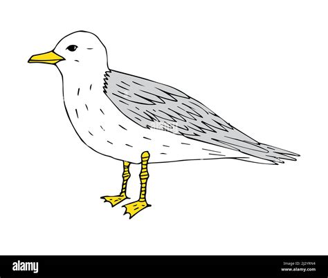 Vector Hand Drawn Colored Sketch Sea Gull Isolated On White Background