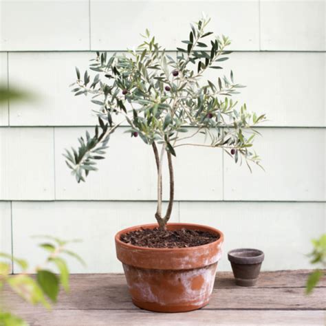 Olive Dewar Nurseries