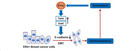 A schematic mechanism of DOX chemoresistance in ERα positive breast