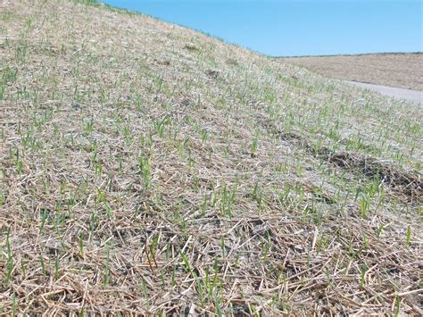 Erosion Control Miller Seed Company