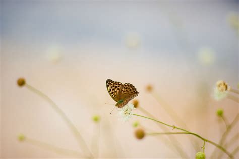 Wallpaper Sunlight Nature Branch Butterfly Insect Green Yellow Morning Blossom Leaf