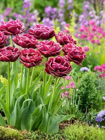 Tulpe Tulipa Dream Touch Blumenzwiebeln Und Herbstrhizome