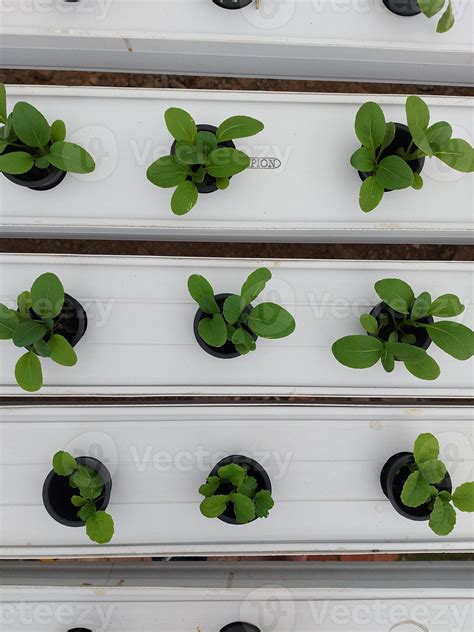 Selective Focus Of Hydroponic Vegetable Plants Stem Lettuce Scientific