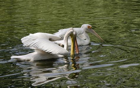 Aves Pelícanos Estanque - Foto gratis en Pixabay - Pixabay 