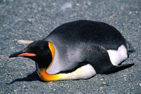 Animal Penguin HD Wallpaper