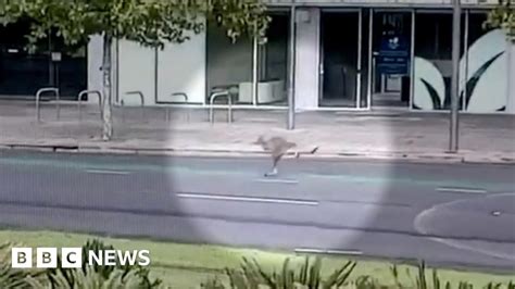 Australia Coronavirus Lockdown Kangaroo Hops Through Empty Adelaide