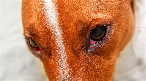 Treating Dog Eye Infections: Symptoms, Causes, and Prevention