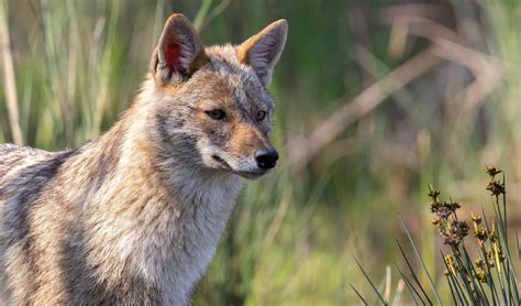 Golden jackal facts, distribution & population | BioDB