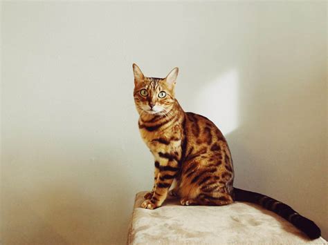 Bengal Katt Fakta Bilder Och Information Allt Om Katten