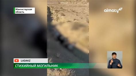 Яма смерти: десятки трупов собак обнаружили вблизи Актау - YouTube