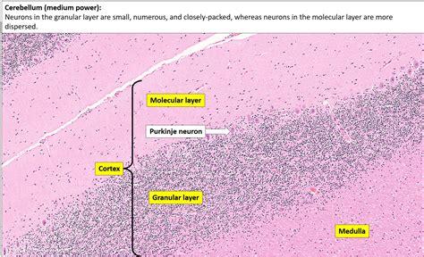 Cerebellar Cortex Histology