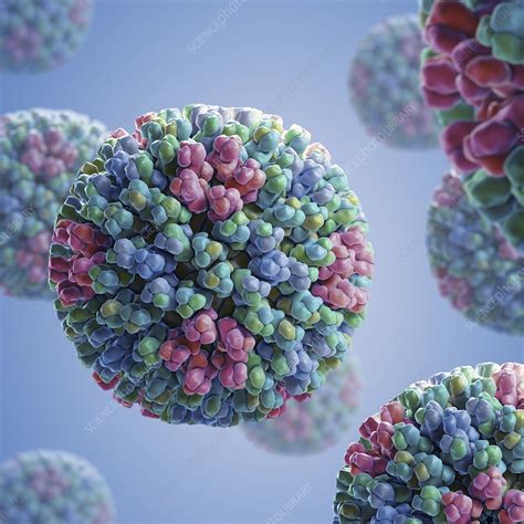 Bluetongue Virus, artwork - Stock Image - C020/4168 - Science Photo Library