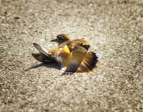 Killdeer Broken Wing Act Photograph by Linda Tiepelman - Fine Art America