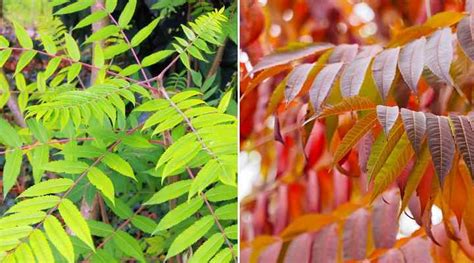 Sumac Trees Types Leaves Berries Pictures Identification Guide