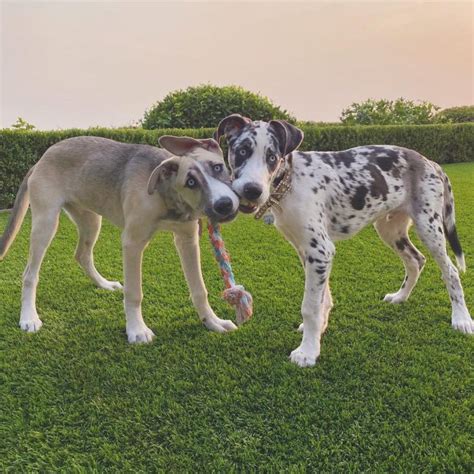 Great Dane Husky Mix Your Best Guide To A Gentle Giant