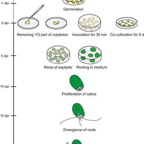 Hairy Root Transformation With Different Soybean Genotypes A Hairy