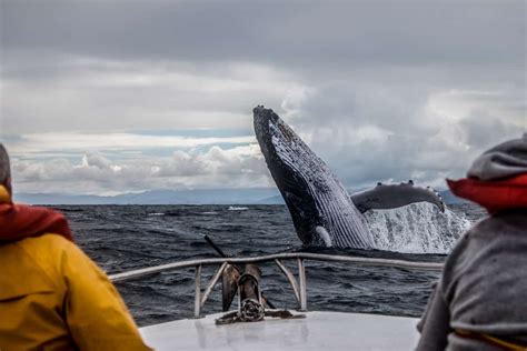 Whale Watching In Iceland Essential Info Camping In Iceland