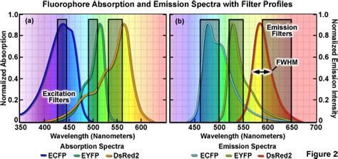 Fluorophore Dyes