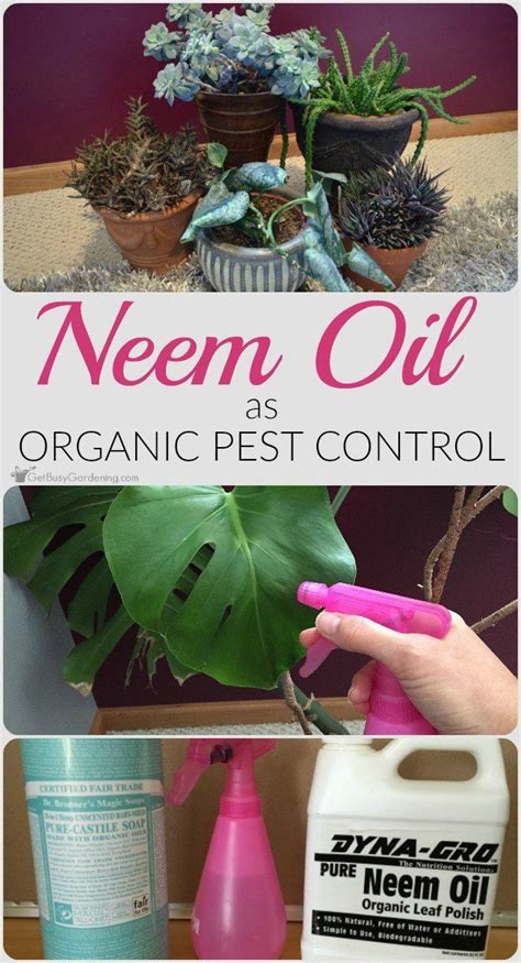 How To Properly Emulsify Neem Oil Make A Safe Garden Pest