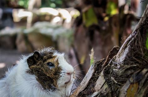 Why Is Your Guinea Pig Breathing So Fast Revealed