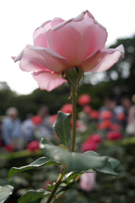 Imagini de fundal Trandafir inflori roz Tokyo floare plantă