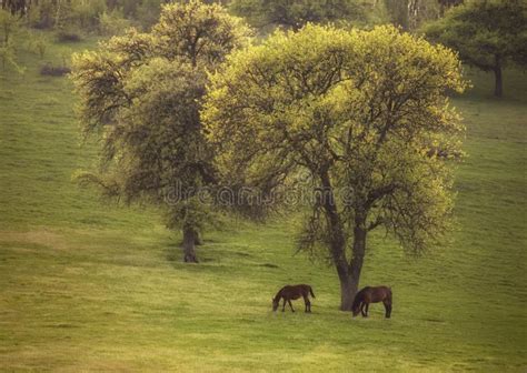 De Lentelandschap Met Groene Weide Paard Het Weiden En Bomen In Bloei