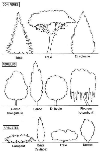 Rythme Vie D Arbre Ou Arbuste 11309 P31 ID Interdisciplinaire Design